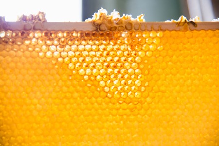 Unfinished fresh honey in honeycombs that are placed in a frame