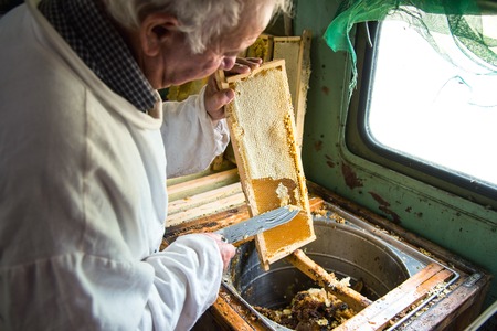 The beekeeper separates the wax from the honeycomb frame.