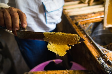 mans hand and a special knife for cutting a wax from a honey frame
