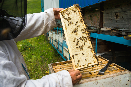 The beekeeper keeps a frame with honey sealed with wax