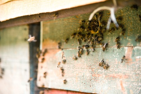 Hives in the apiary with bees flying on the landing boards.の写真素材
