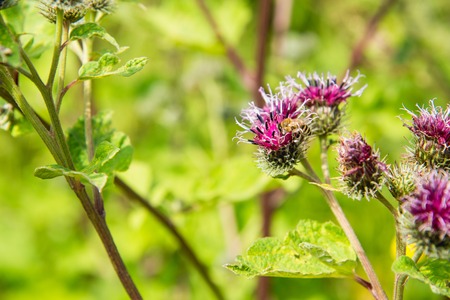 Bee on a pink flowerの写真素材