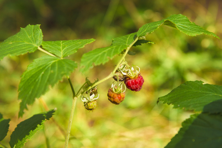 Wild raspberry in forestの写真素材
