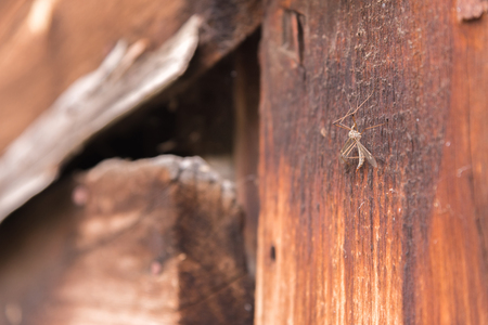 A large mosquito sits on a wooden vintage wallの写真素材