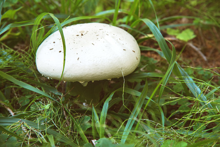 Large white mushroom growing in the forest among grass and moss with conifers