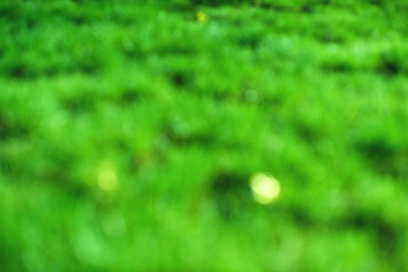 Blur background dream bokeh leaf sunny day background concept for modern eco spring banner decoration christian card. fresh bio green texture. A juicy green background for spring or summerの写真素材