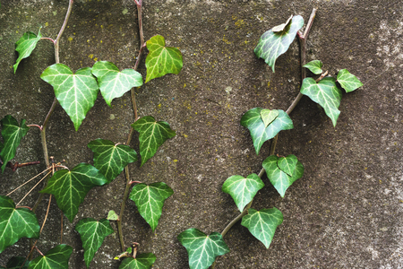 Close-up of a natural background of green ivy stems with leaves crawling on a cement wallの写真素材