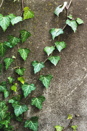 Close-up of a natural background of green ivy stems with leaves crawling on a cement wallの写真素材