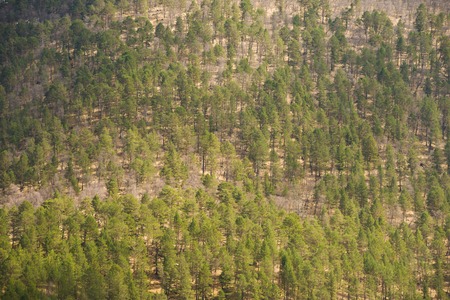 Mixed forest. Spring in the mountains. Background