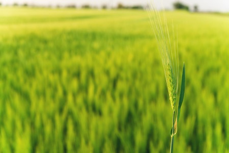 Beautiful evening landscape over a green lush wheat fieldの写真素材