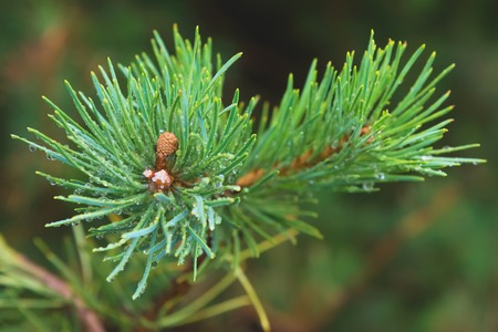Fir tree brunch close up. Shallow focus. Fluffy fir tree brunch close up. Copy spaceの写真素材