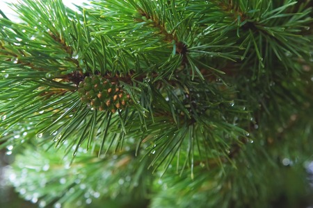 Fir tree brunch close up. Shallow focus. Fluffy fir tree brunch close up. Copy spaceの写真素材
