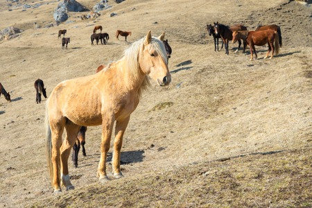 Portrait of a beige horse against the background of a herd of horses on yellow mountain autumn pasturesの写真素材