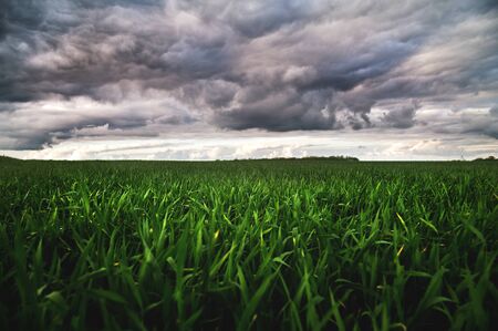 Green wheat field with low clouds and dramatic clouds after sunset. Rich contrastの写真素材