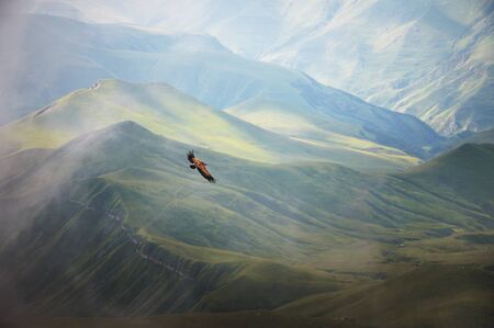 Mountain Caucasian eagle flies in the sky against the backdrop of rocky mountains and plateaus. The...