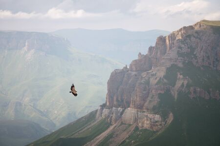 Mountain Caucasian eagle flies in the sky against the backdrop of rocky mountains and plateaus. The concept of coast and freedom of choiceの写真素材