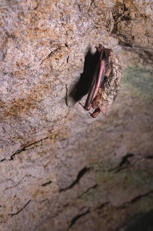 A wild bat hangs in a dream on the ceiling of a stone cave. Little bats in the North Caucasusの写真素材