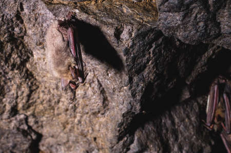 A small brown Caucasian bat sleeps hanging from the ceiling of a rock cave. Small bats in the natural environmentの写真素材