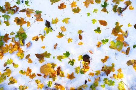 Red and yellow leaves lie on the white snow. Flat early winter background