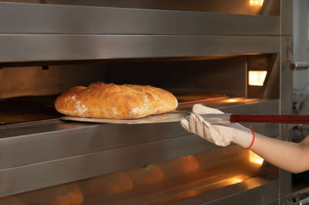 Female hands in gloves hold a shovel with a loaf of artisan bread. He takes fresh hot bread out of...