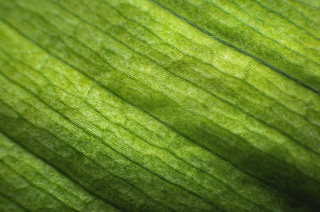 Close-up of green leaf structure line in macro shot. Natural greenery background in shallow depth of...