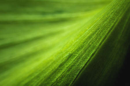 Close-up of green leaf structure line in macro shot. Natural greenery background in shallow depth of fieldの写真素材