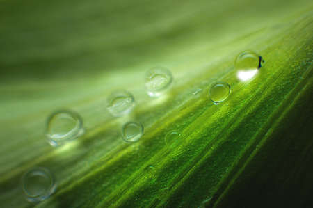 Close-up of the structure of a green leaf of a plant with veins covered with drops of moisture....