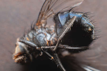 Extremely close-up of a dead fly covered with dust particles. Shallow depth of field dead insectsの写真素材