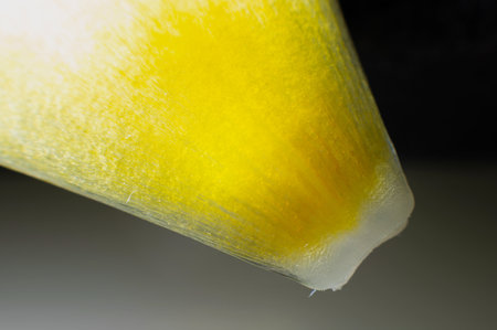 Close-up of a torn yellow petal from a flower on a black background. extreme macro shotの写真素材