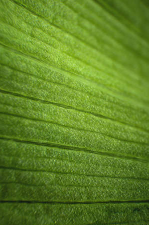 Close-up texture structure of a green leaf in macro mode. Shallow depth of field abstract background. botanical backgroundの写真素材