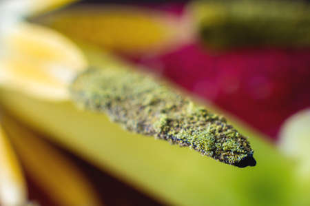 Extreme macro in shallow depth of field pollen wild tulip macro close-upの写真素材