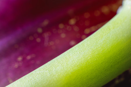 Macro shot of a green stem against a red flower petal. Extreme macro background botanicalの写真素材