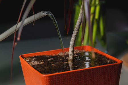 Close-up pot, watering green home plant at home or office, care for home flowers, pour liquid, enrich dry ground, gardeningの写真素材