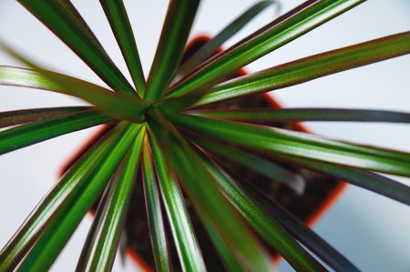 green flower or tree in a pot on a white background, close-up top viewの写真素材