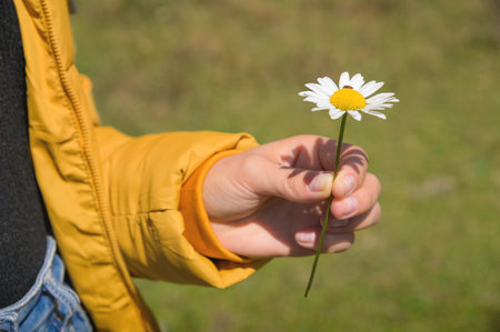girl in a yellow jacket holds one white chamomile flower in her hand: against the backdrop of a green field. close-upの写真素材