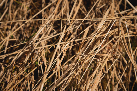 Close up background of thatched roof, hay or dry grass. Close-up of a bale of straw. Wild herbs in the fieldの写真素材