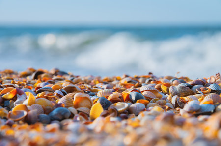 Seashells with sea and blue sky in the background. Beach summer background with fine golden sand made of shellsの写真素材