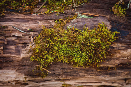 Green moss on a tree trunk close-up. Wet tree covered with vegetation, macro photography in the forestの写真素材