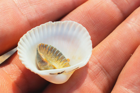 Hands of a young man holding a pile of seashells, close-up. Beautiful seashell in a shell on a sunny...