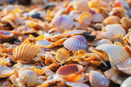 sand texture on the beach. Seashells background, lots of amazing shells, finely pierced shells...