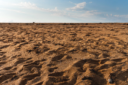 Golden sand of the sea and ocean coast polluted by dry algae washed ashoreの写真素材