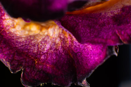 Dried single pink rose macro shot. Abstract nature backgroundの写真素材
