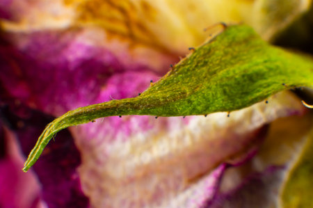 Dried pink rose. Single dried rose bud macro shot with detailed textureの写真素材