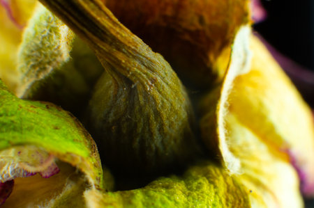Withered Rose. Dry Flowers.の写真素材