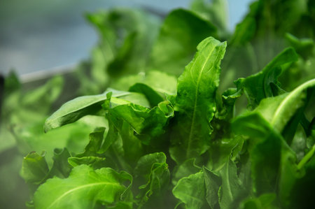 Fresh green spinach leaf in shallow depth of field and mist of sprayed water from humidifier....