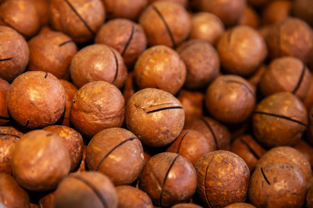 Macadamia nuts texture. Lots of fresh natural unpeeled raw macadamia nuts in full frame. Close-up of...