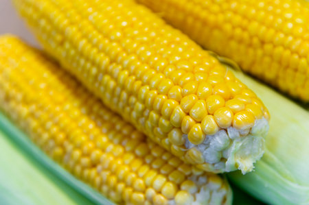 Top view of several ears of corn with corn husks. Healthy and tasty plant food