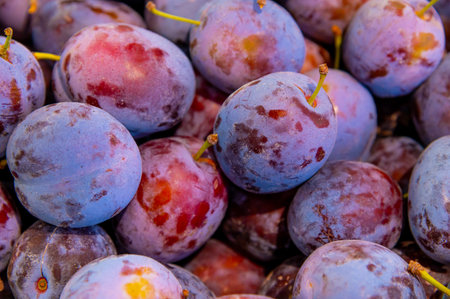 Harvesting blue plums in crates. Particular attention is paid to the crate of plums. Harvesting,...