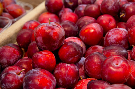 Delicious organic plums at a local market. Close-up of fresh fruit at a farmers marketの写真素材