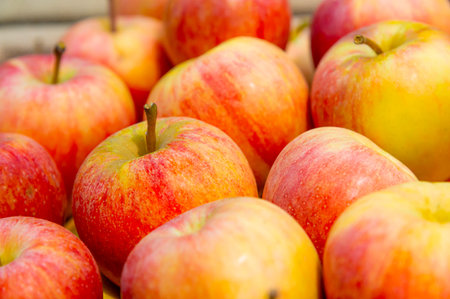 Red apples of various varieties on a farmers market counter. Natural products, seasonal fruits, local food.の写真素材